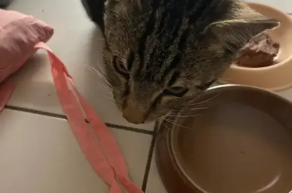 Chat trouvé accidenté à Perpignan - photo
