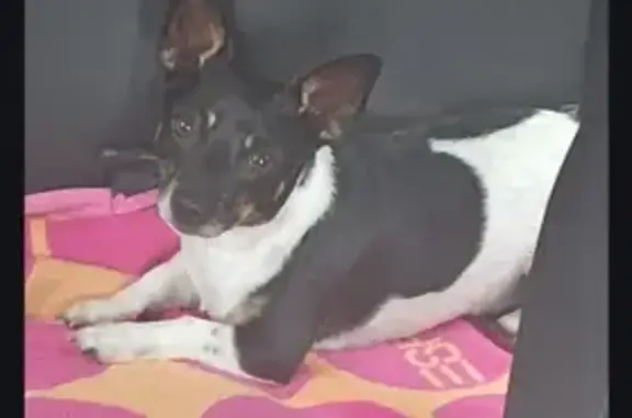 Lost Terrier: Foxy Missing in Gladstone