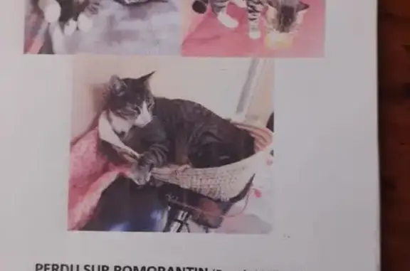 Tigrou perdu à Romorantin-Lanthenay - photo