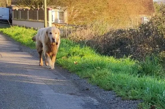 Chien errant route des Galipaudières - photo