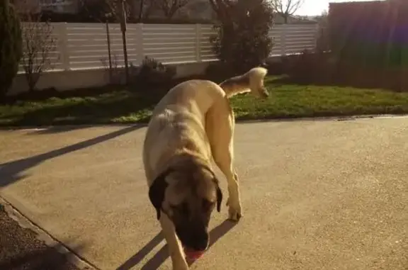 Chien trouvé Péronnas, photo: Jeune mâle mastiff trouvé à Péronnas