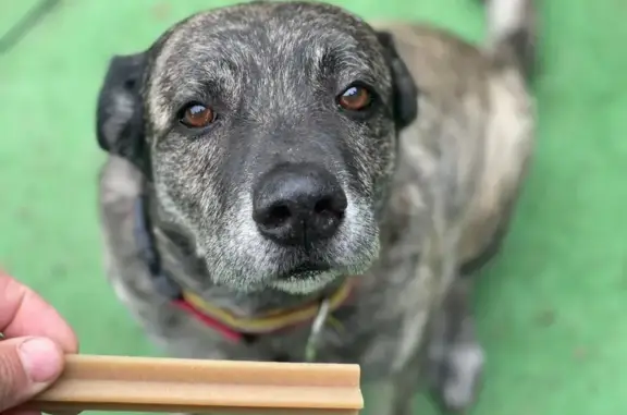 Perro perdido: Orión, Pastor Majorero