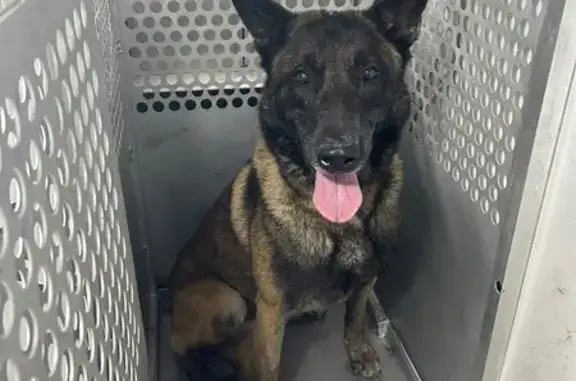 Malinois errant trouvé à Portet-sur-Garonne - photo