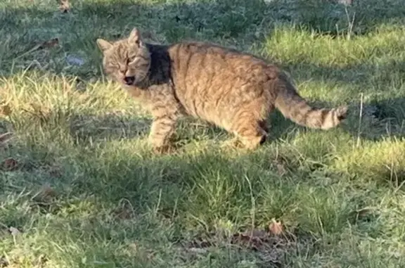 Animaux trouvés , photo: Chat tricolore trouvé à Bon-Encontre