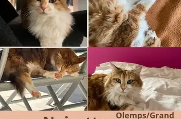 Chat perdu, Olemps, photo: Chatte tricolore perdue à Olemps