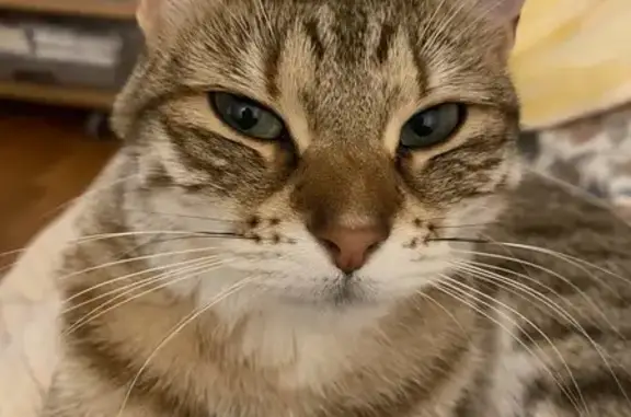 Chat perdu, Pessac, photo: Snicky, chatte stérilisée perdue à Pessac
