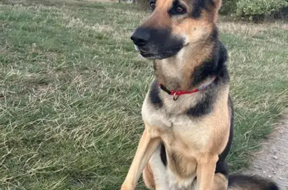 Berger allemand perdu aux Minimes - photo