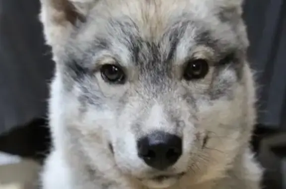 Chien perdu , photo : Husky et chien noir-blanc perdus à Kergrist