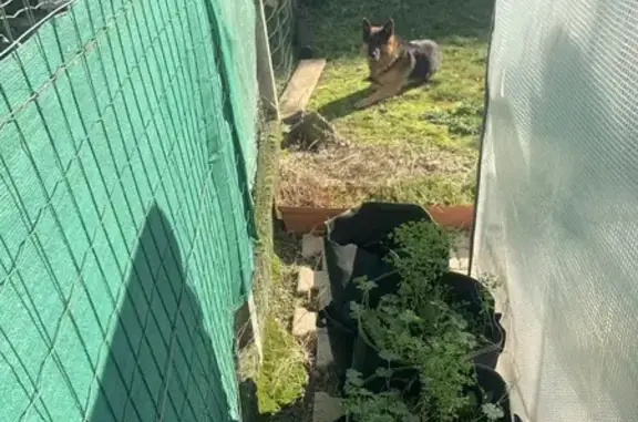 Chien trouvé sur Route de Habas à Labatut - photo