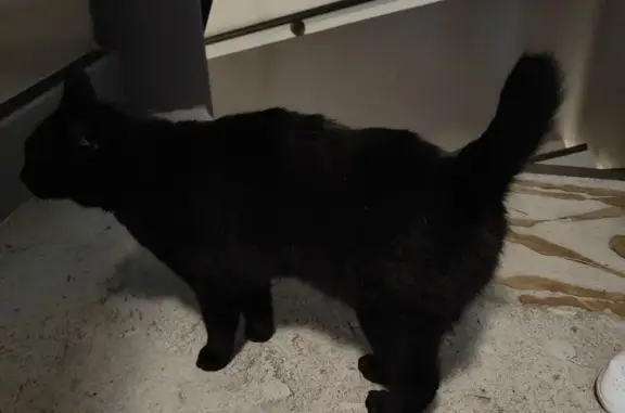 Chat noir trouvé, queue coupée, très gentil - photo
