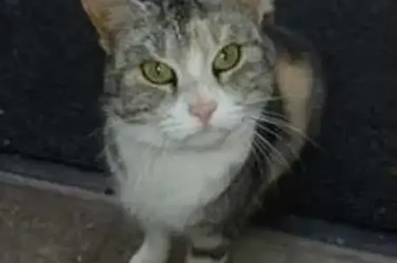 Chatte trouvée, rue du Général Leclerc - photo