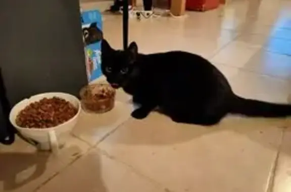 Chatte noire disparue à Poisy, pucée - photo