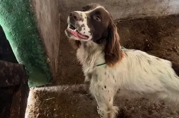 Chien trouvé Impasse des Jardins, Bressolles - photo