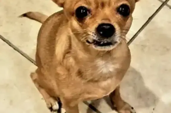 Lost Tan Chihuahua on 169th St, Hammond