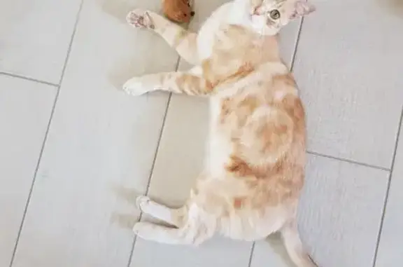 Chat perdu, , photo: Chat affectueux perdu à Roisey