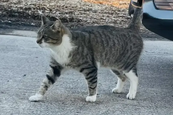 Friendly Cat Found Near Poole...