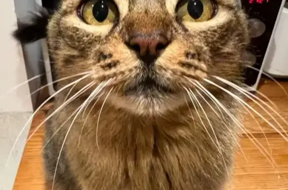 Chatte âgée perdue entre Opio et Valbonne - photo