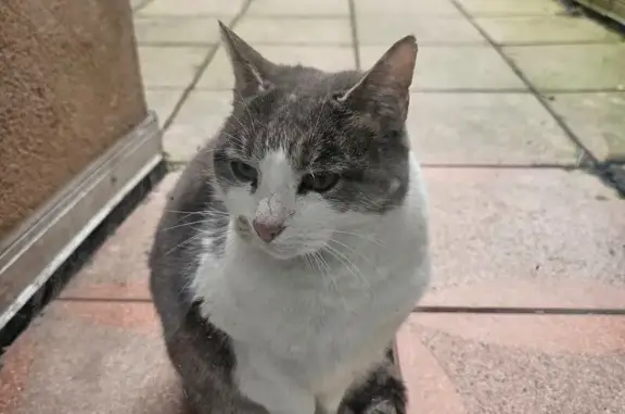 Animaux trouvés Saint-Avold, photo: Chat blessé réfugié sur ma terrasse