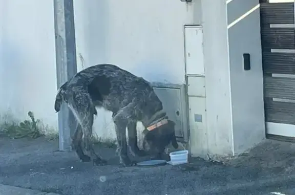 Chien trouvé avec deux colliers à Moussan - photo