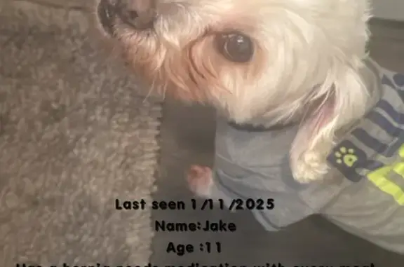 Help Find Jake: Senior Maltese Missing