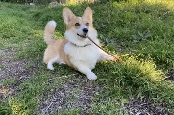 Animaux perdus , photo: Corgi perdue à La Colmiane