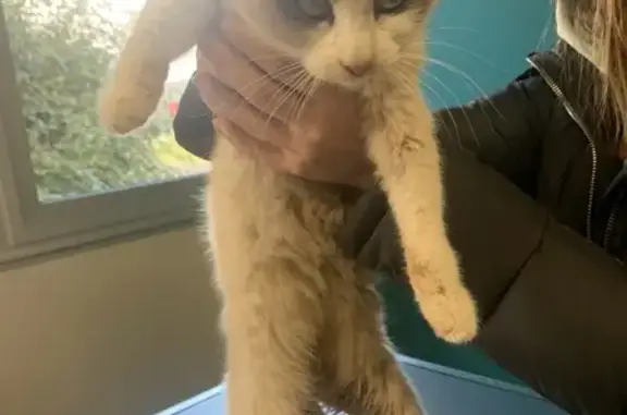 Chat sibérien trouvé en hypothermie à Vouillé - photo