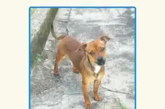 Cachorro Caramelo Perdido em Pinhais