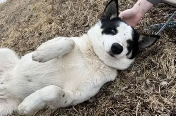 Found: Young Husky/Corgi Mix in WI