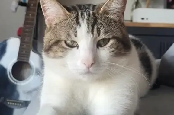 Chat perdu, , photo: Chat mâle non castré disparu à St-Chamas
