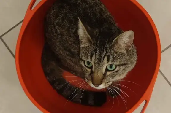 Animaux perdus Pontoise, photo: Chat gris tigré perdu à Pontoise