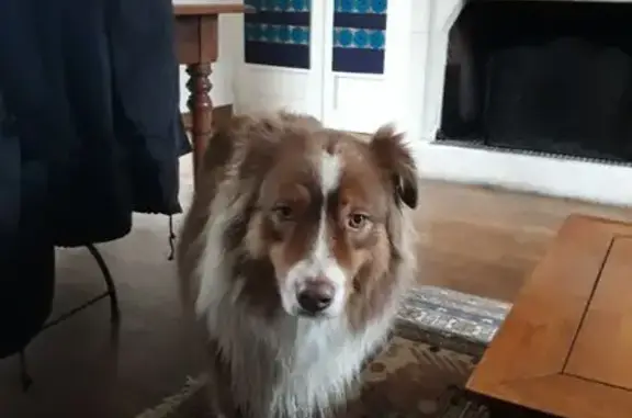 Chien trouvé Saint-Domineuc, photo: Berger Australien mâle trouvé à St-Domineuc