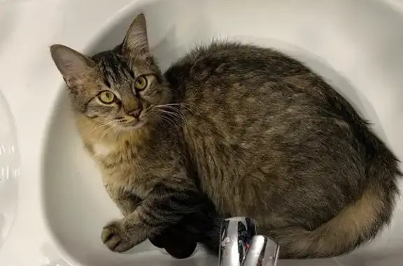 Animaux perdus , photo: Chat perdu à Rieux : Shadow, 8 mois