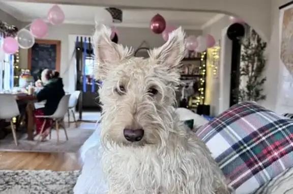 Lost Scottish Terrier: White, 17 lbs, No Collar