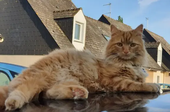 Rafa, chat roux perdu à Meslay-du-Maine - photo