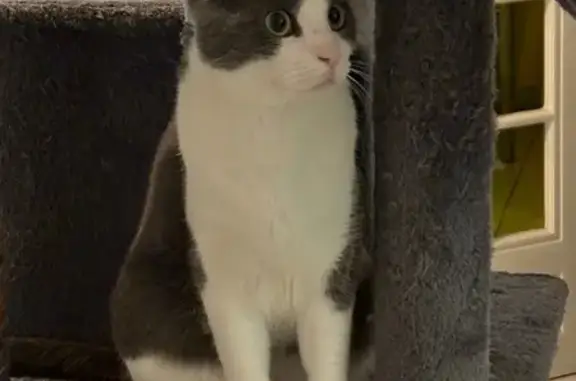 Chat perdu, Neufchâtel-Hardelot, photo: Chat perdu, queue tordue, craintif
