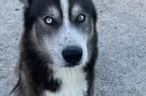 Chien perdu , photo : Husky noir et blanc perdu à Sainte-Eanne