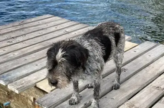 Perro Mayor Perdido en Santa Eulalia