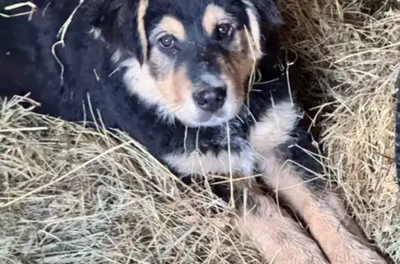 Chiot croisé perdu à Firmi (Occitanie) - photo