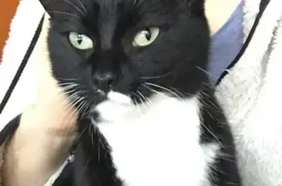 Chat perdu, Colombiers, photo: Chatte noire et blanche disparue à Colombiers
