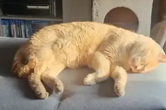 Chat disparu : Bandit, zone Gouray 22330 - photo