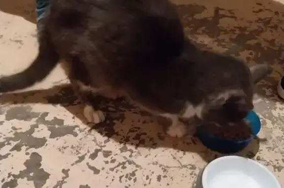Animaux trouvés , photo: Chat tigre affectueux trouvé à Mittersheim
