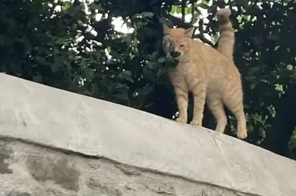 Animaux perdus Nantes, photo: Chat européen disparu à Nantes