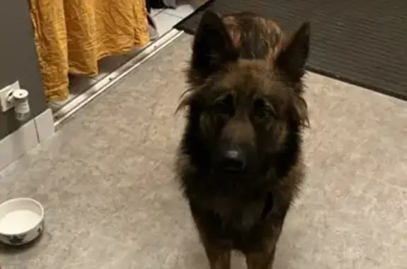 Chien type berger trouvé à Montoir - photo