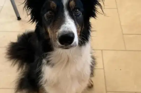 Chien perdu: Border Collie tricouleur - photo