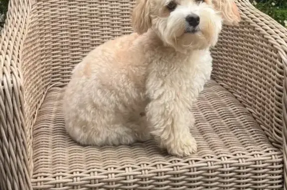 Bichon Havanais perdu à Bordeaux - photo