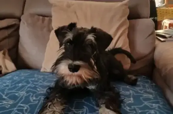 Chien perdu Nice, photo : Schnauzer nain noir perdu à Nice
