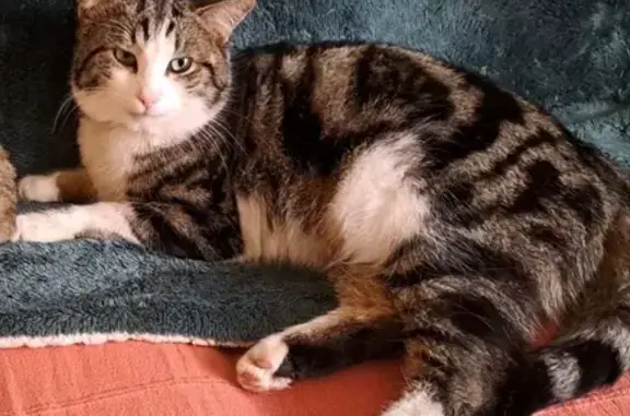 Chat tigré mâle perdu à Pérouse - photo