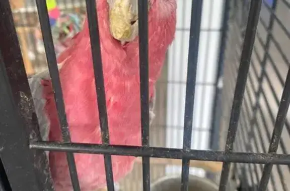 Lost Galah: Help Find Our Feathered Friend!