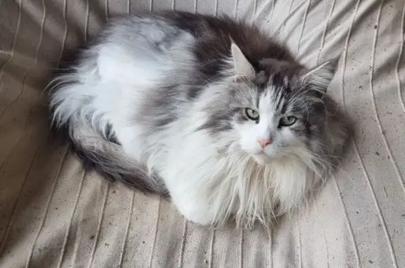 Maine Coon perdu, craintif à Puéchoursi - photo
