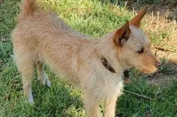 ¡Ayuda! Perrita Xispita perdida en Picasent